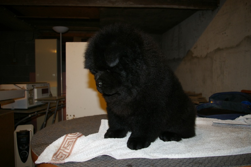 Fantastic aramis ci xiang de Zheng He