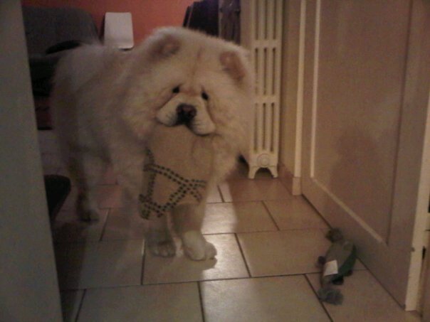 Eye catcher beng beng de Zheng He