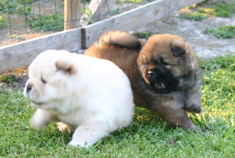 Eye candy bohua de Zheng He
