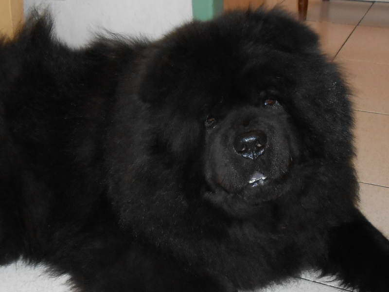 Fantastic aramis ci xiang de Zheng He