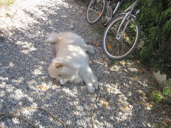 Eye catcher beng beng de Zheng He