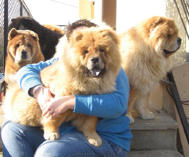 Eye candy bohua de Zheng He