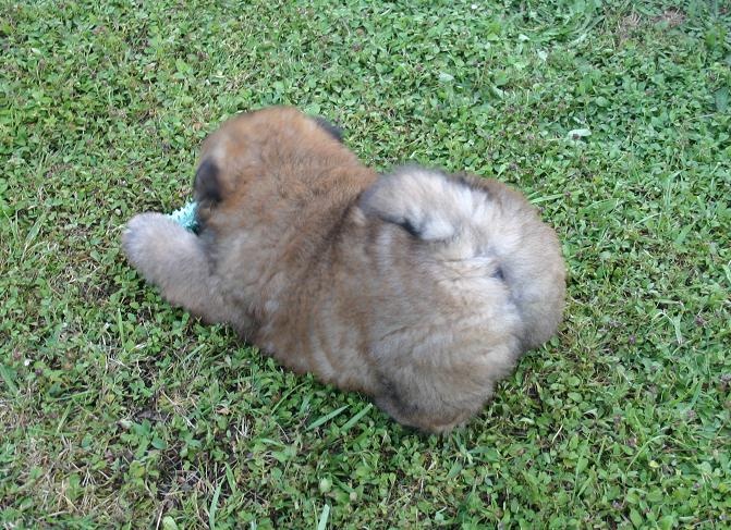 Eye candy bohua de Zheng He