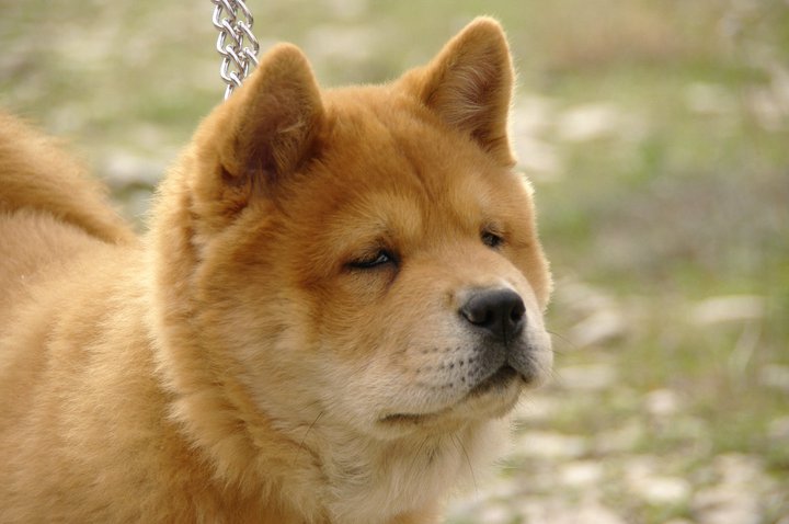 French can-can da an de Zheng He