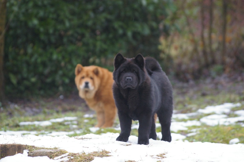 French kiss da ying de Zheng He