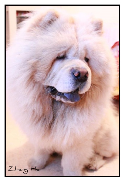 Eye catcher beng beng de Zheng He