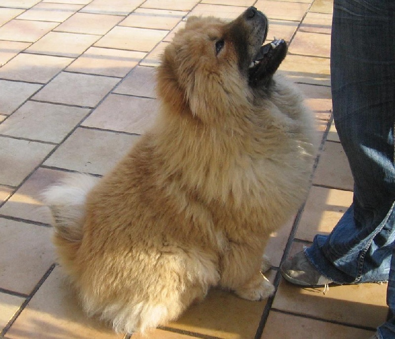 Eye candy bohua de Zheng He