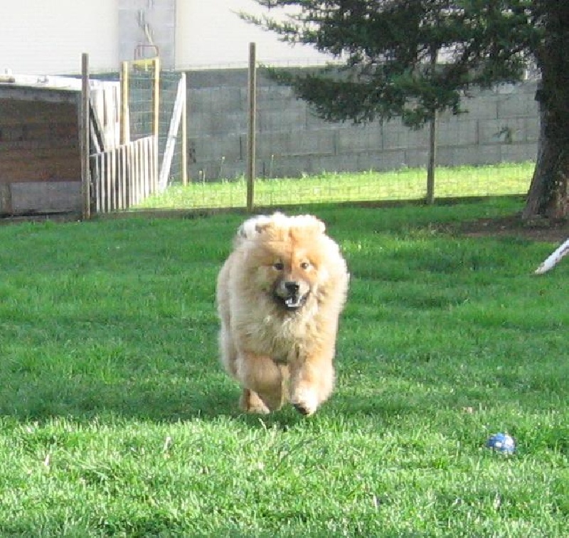 Eye candy bohua de Zheng He