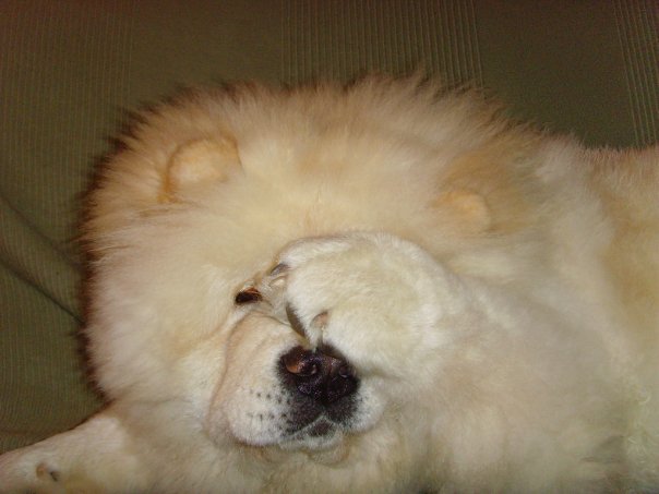 Eye catcher beng beng de Zheng He