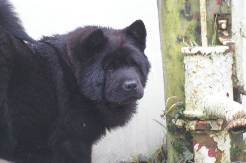 French kiss da ying de Zheng He