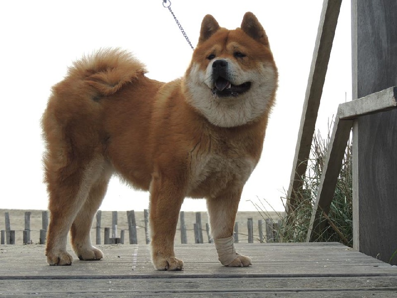 French can-can da an de Zheng He