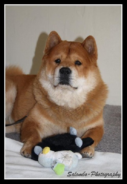 French can-can da an de Zheng He