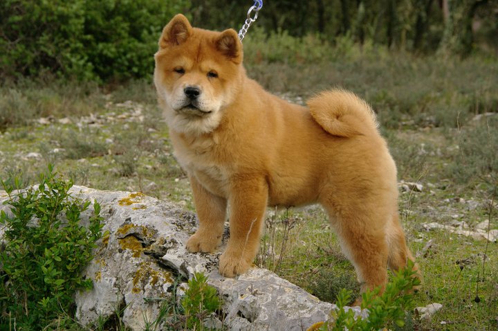 French can-can da an de Zheng He