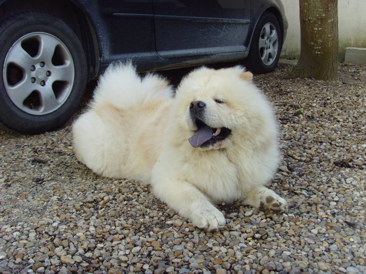 Eye catcher beng beng de Zheng He