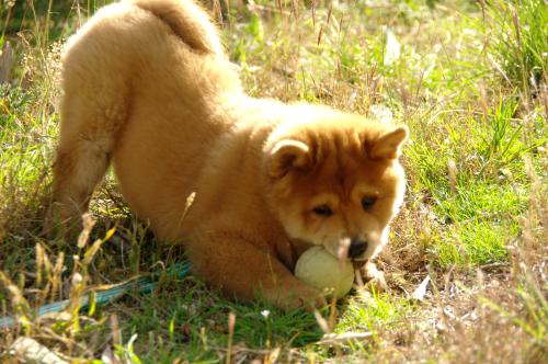 French can-can da an de Zheng He