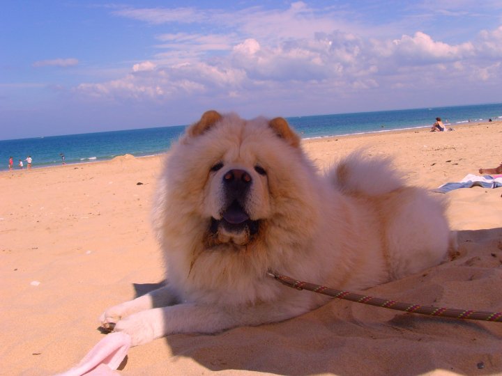 Eye catcher beng beng de Zheng He