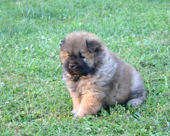 Eye candy bohua de Zheng He