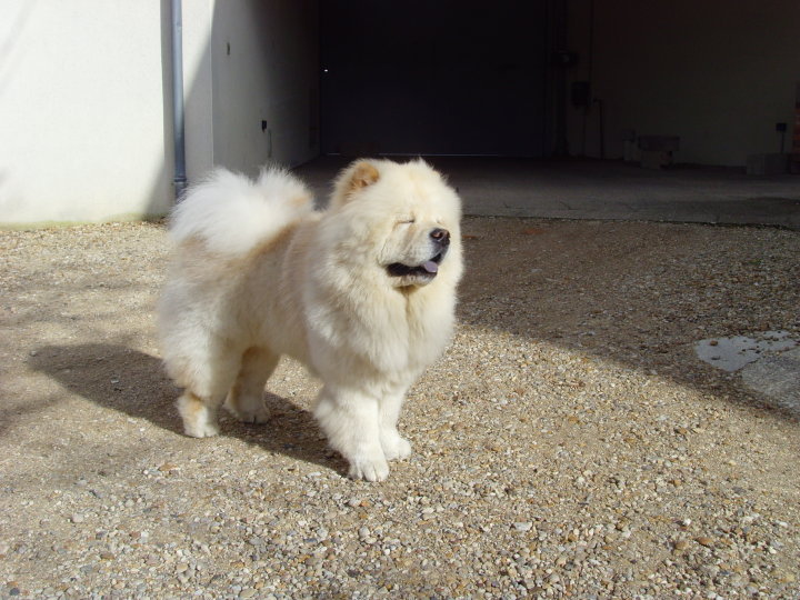 Eye catcher beng beng de Zheng He