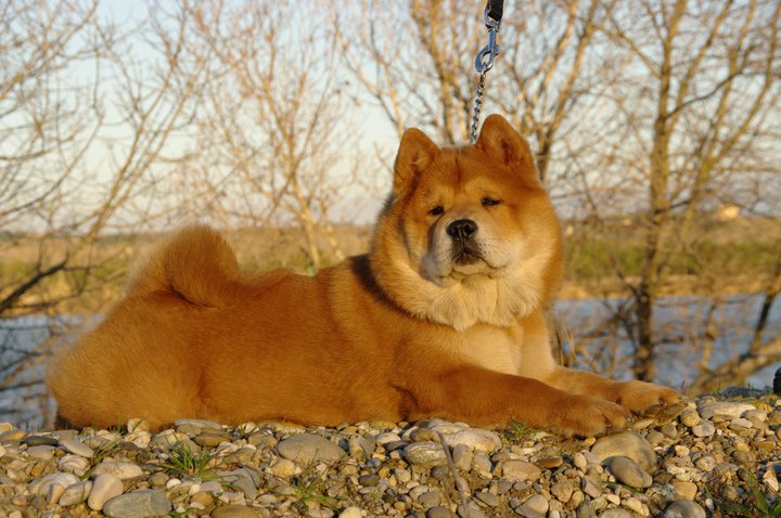 French can-can da an de Zheng He