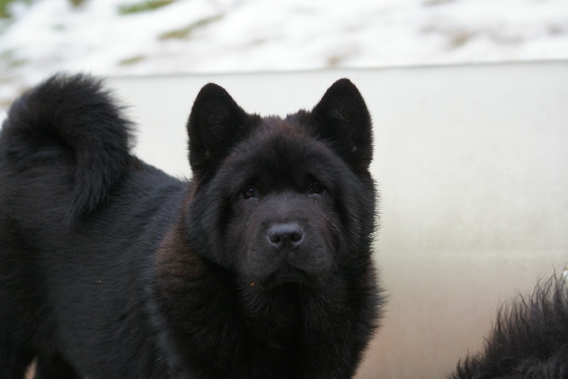 French kiss da ying de Zheng He