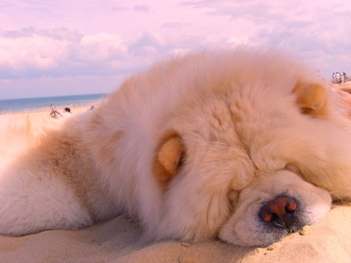 Eye catcher beng beng de Zheng He