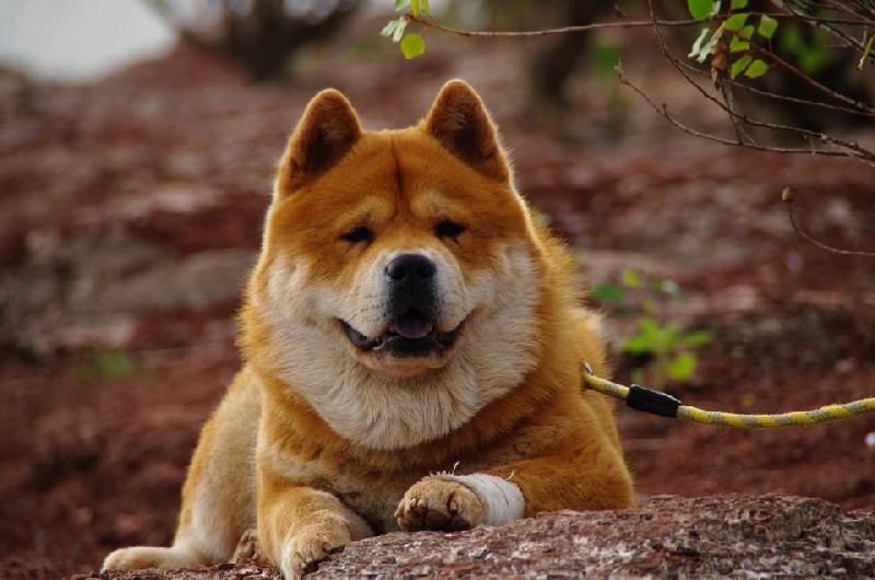 French can-can da an de Zheng He