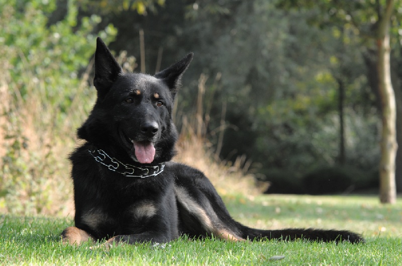 Chien Berger Allemand Buck de la Coquellerie