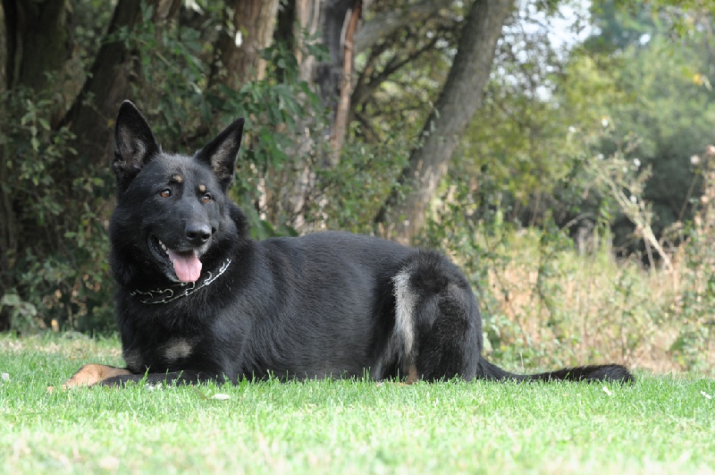 Chien Berger Allemand Buck de la Coquellerie