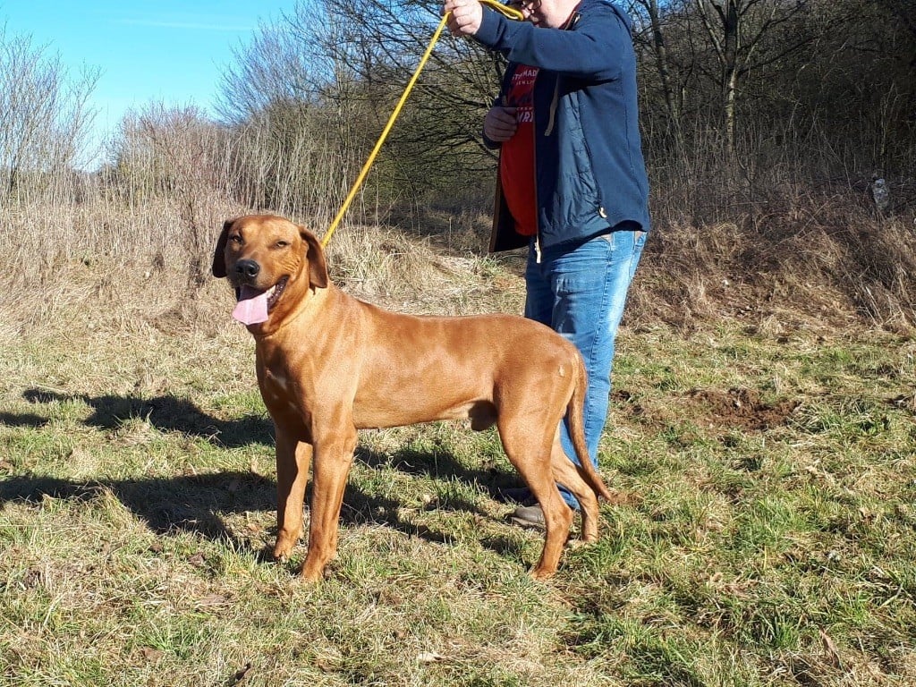 Chien Rhodesian Ridgeback tusani Red léon