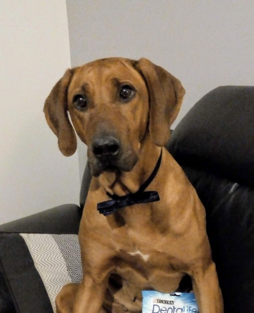 Publication : des Terres Lointaines