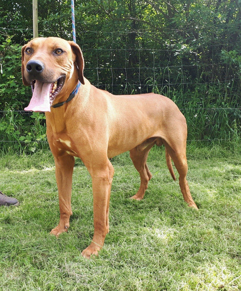 Chien Rhodesian Ridgeback tusani Red léon