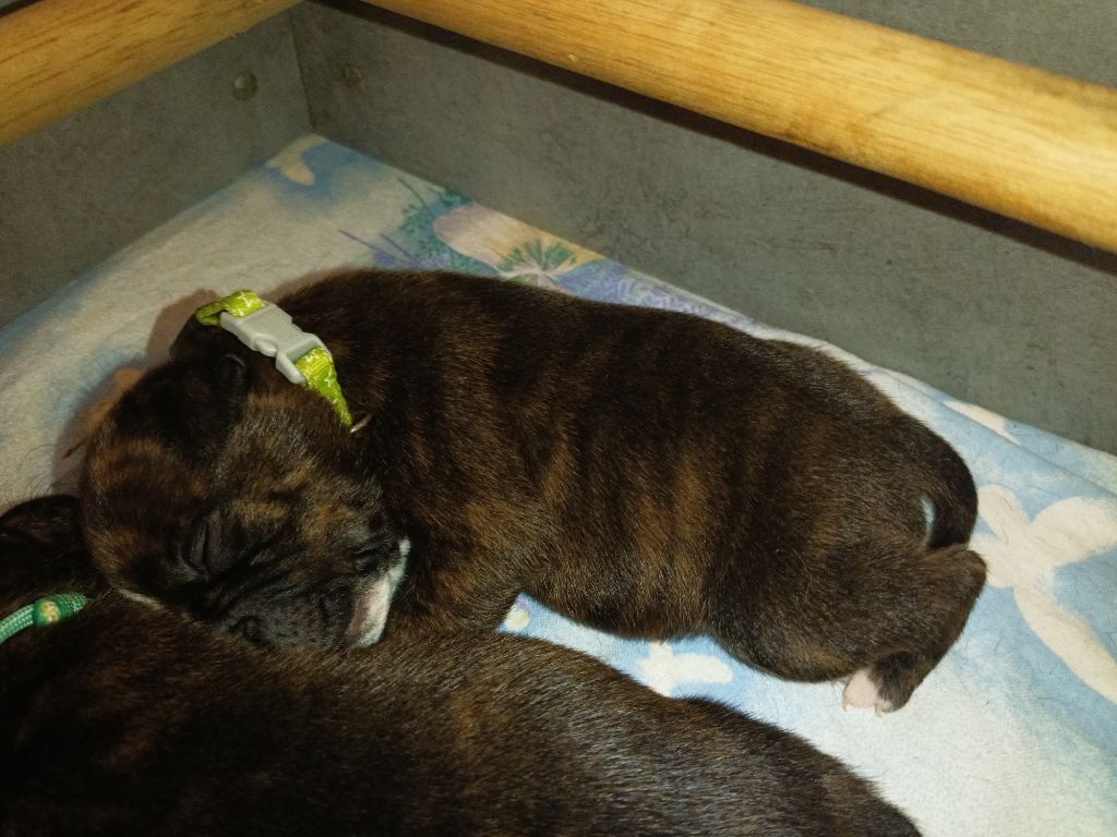 Tael the horde of Angels