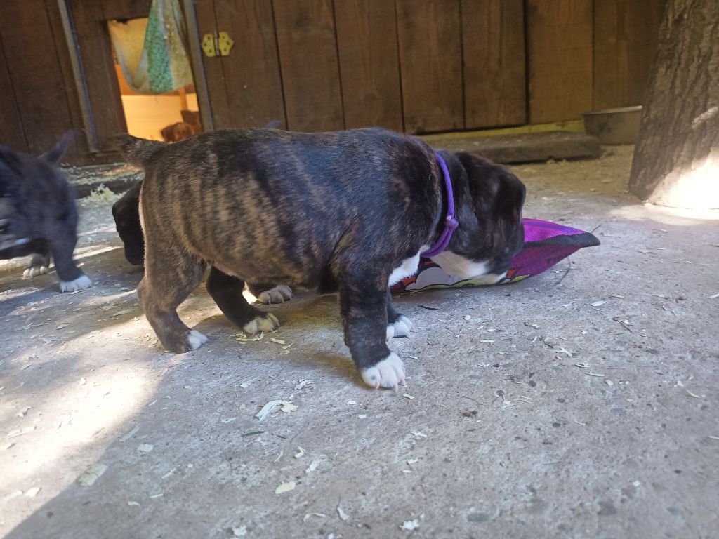 The Storka The Horde of Angels