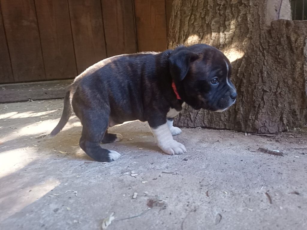 Tina Tong The horde of Angels