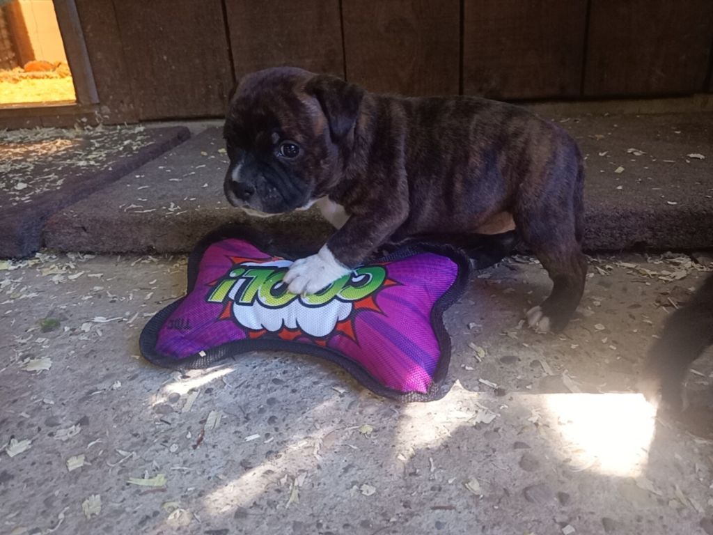 Toudra The Horde of Angels