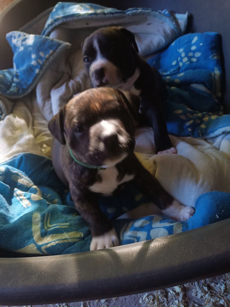 Tael the horde of Angels