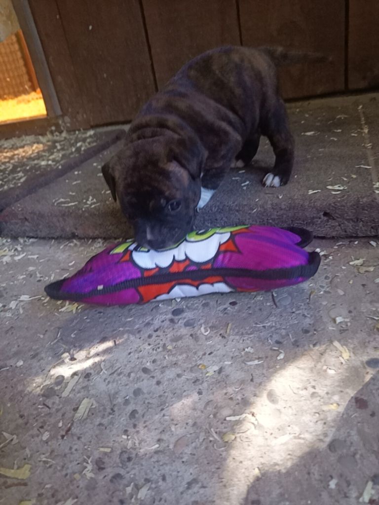 Toudra The Horde of Angels