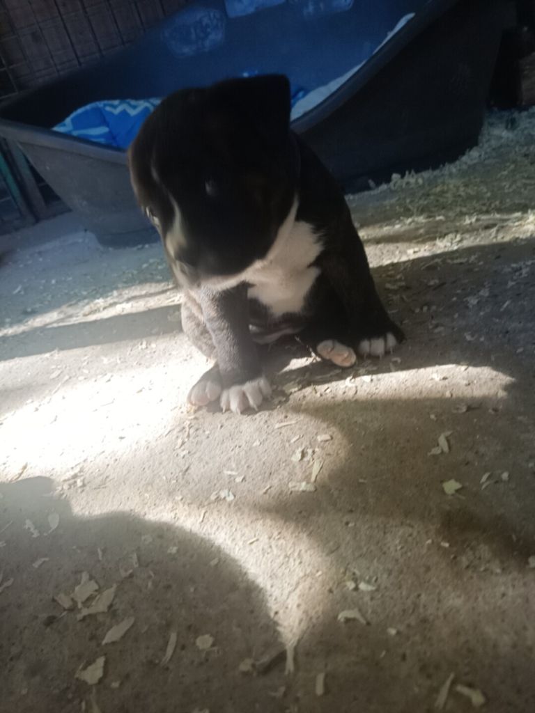 Tina Tong The horde of Angels