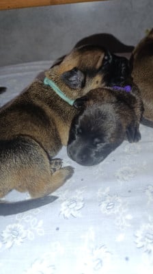 Les chiots de Berger hollandais