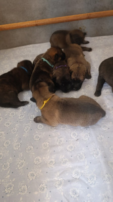 Les chiots de Berger hollandais