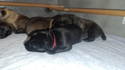 Les chiots de Berger hollandais
