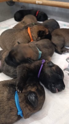 Les chiots de Berger hollandais