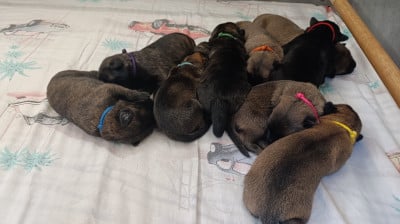 Les chiots de Berger hollandais