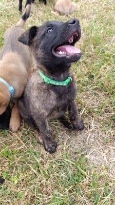 Les chiots de Berger hollandais