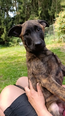 Les chiots de Berger hollandais