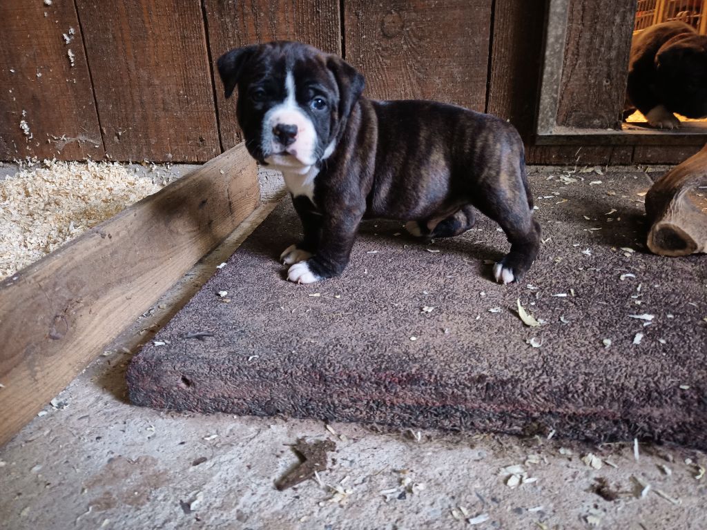Tahei The horde of Angels