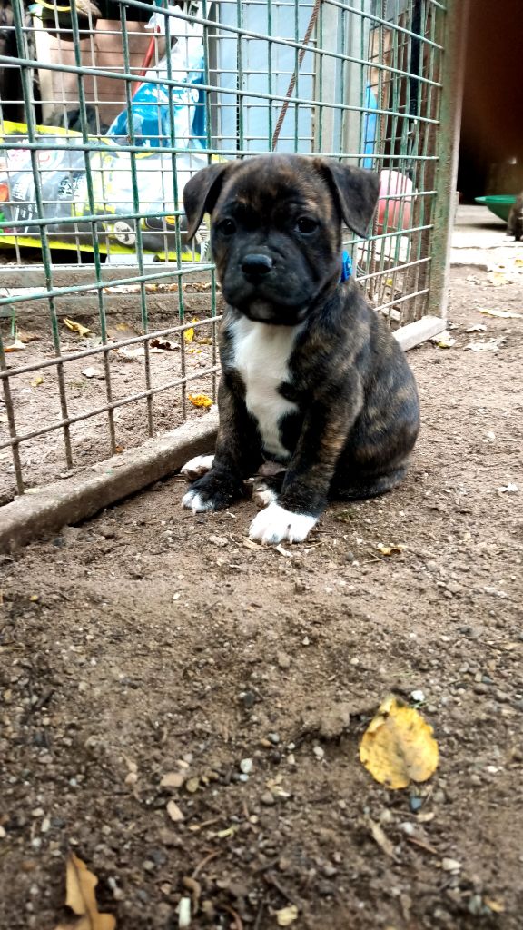 Tokyo The horde of Angels