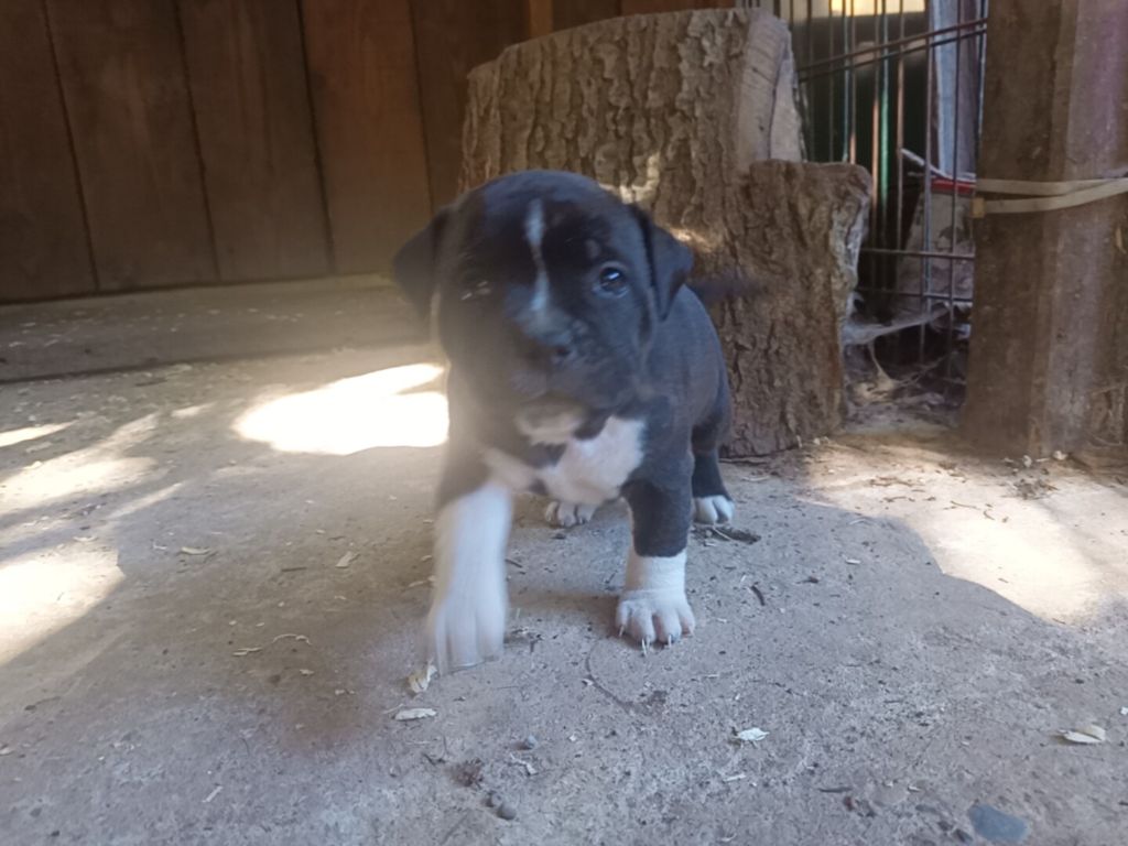 Tina Tong The horde of Angels