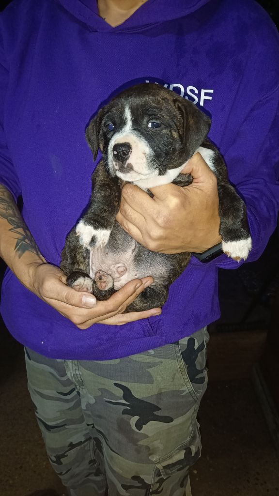 Tahei The horde of Angels