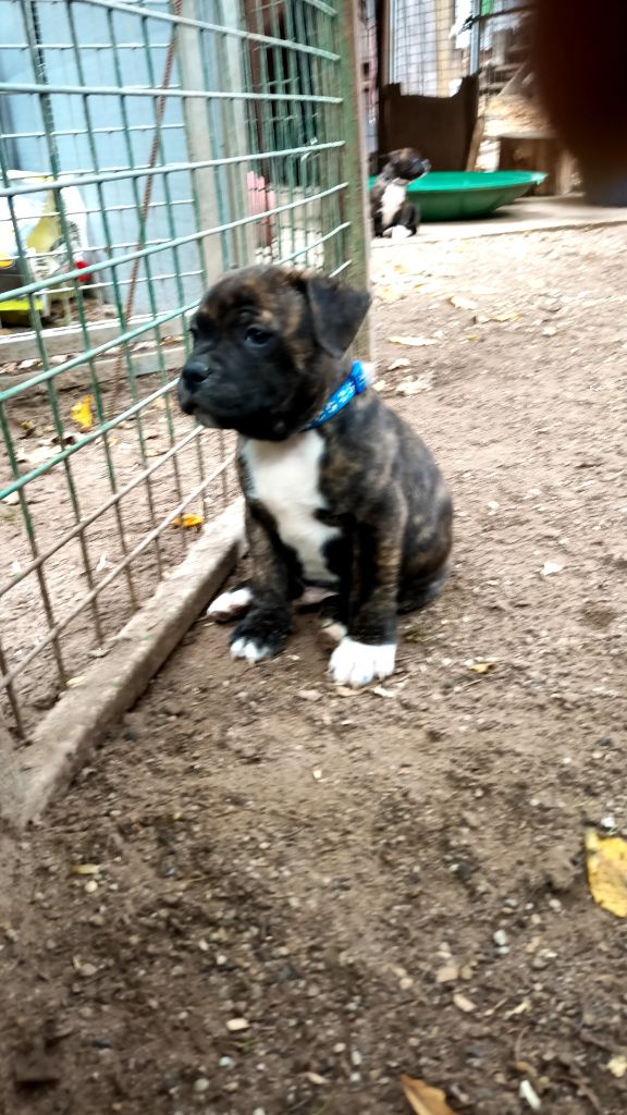 Tokyo The horde of Angels